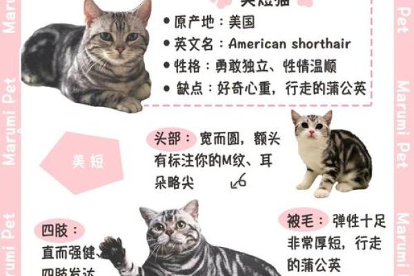 小猫的名字能透露它的性格特点吗？