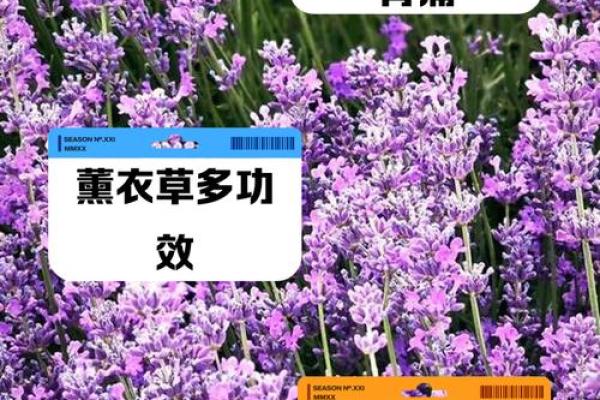 办公室风水神器：熏衣草助你事业旺运