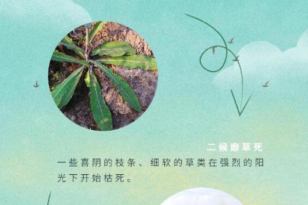 小满节气：传统文化中的季节与民俗