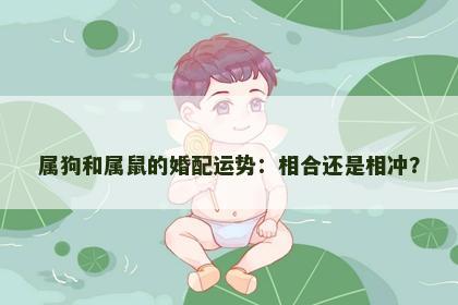 属狗和属鼠的婚配运势：相合还是相冲？